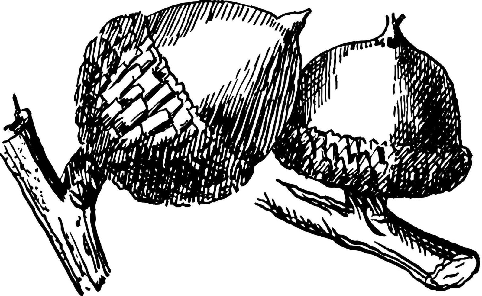 illustration vintage de gland de chêne espagnol. vecteur