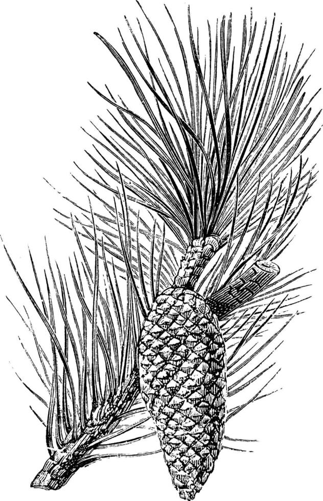 branche de pinus pinaster illustration vintage. vecteur