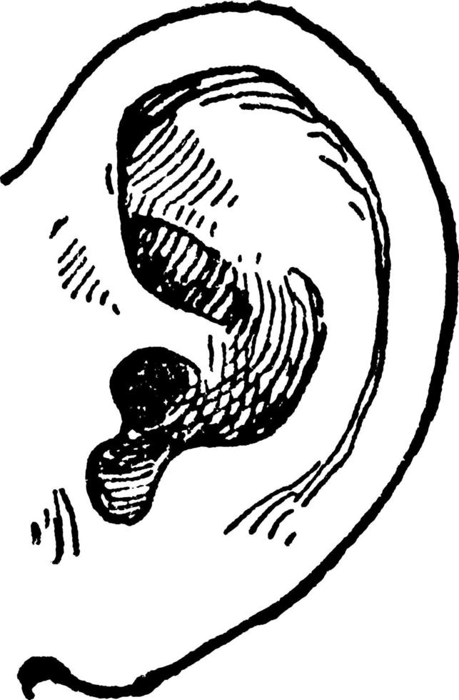 oreille humaine, illustration vintage. vecteur
