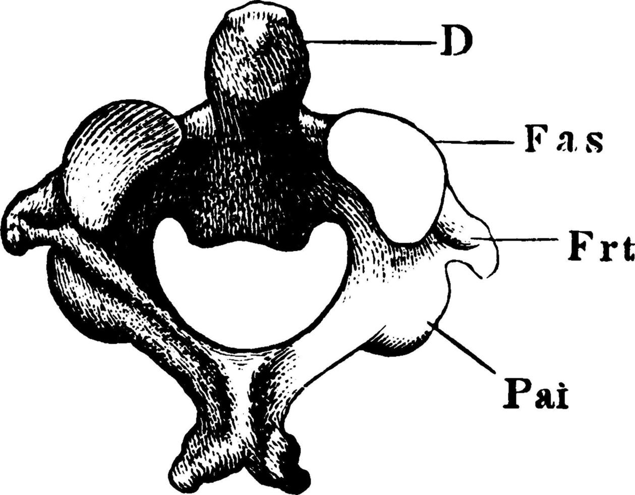 la vertèbre de l'axe, illustration vintage vecteur