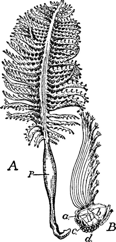 colonie de pennatula phosphorea, illustration vintage. vecteur
