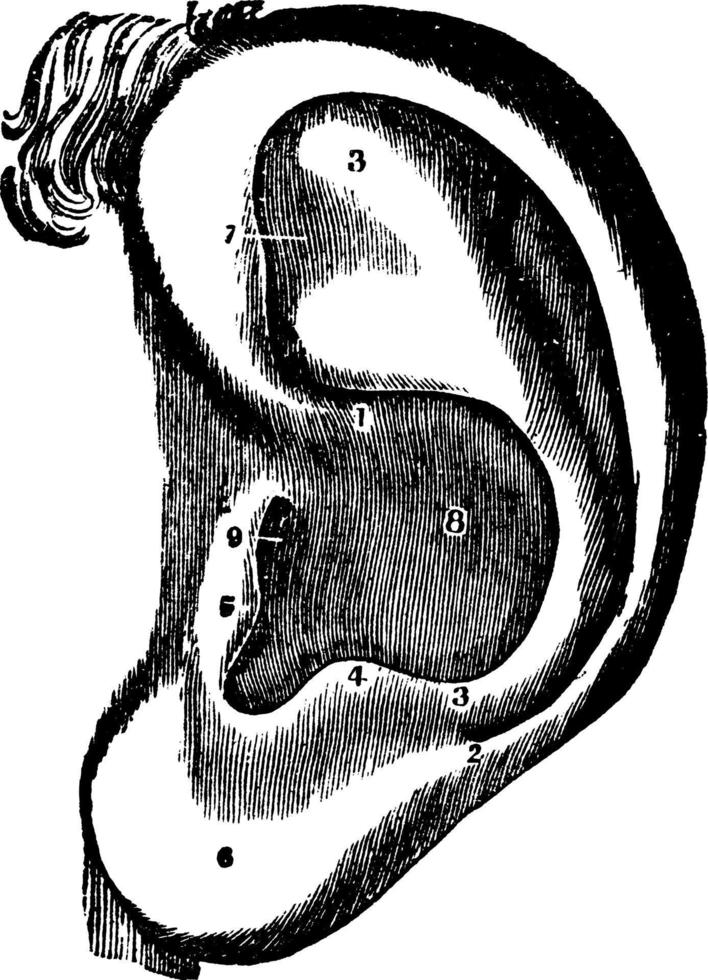 oreille gauche, illustration vintage vecteur