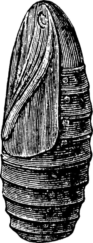 chrysalide, illustration vintage vecteur