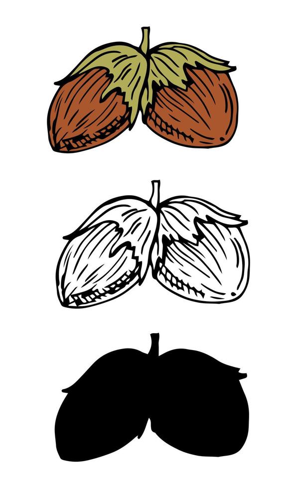 icône noisette de 3 types de couleur, ligne et silhoette en noir, contour. symbole de signe de vecteur isolé.