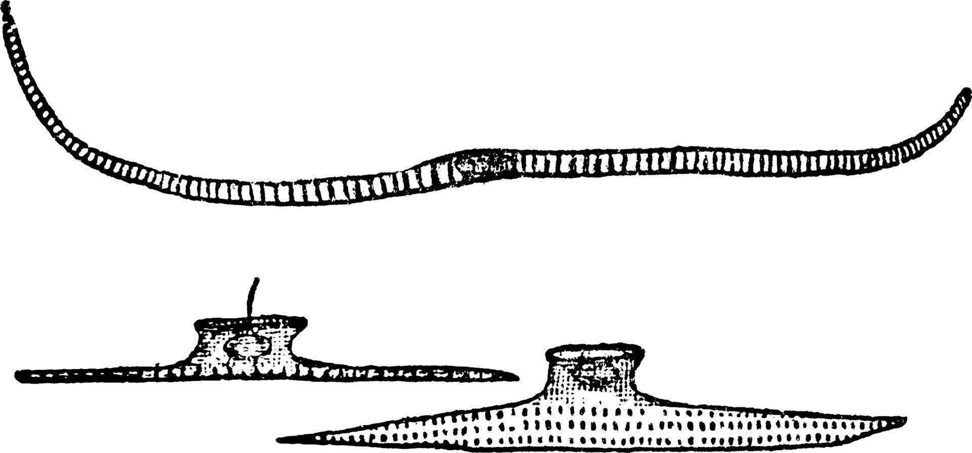 cellules musculaires, illustration vintage. vecteur