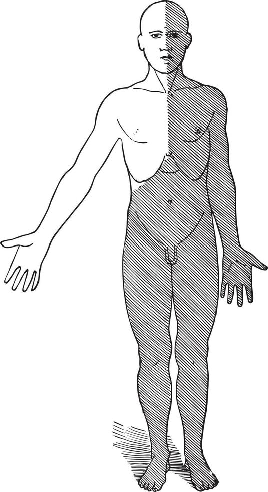 régions de flux lymphatique, illustration vintage. vecteur