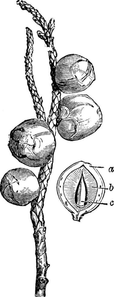 brindille fructifère de juniperus californica illustration vintage. vecteur