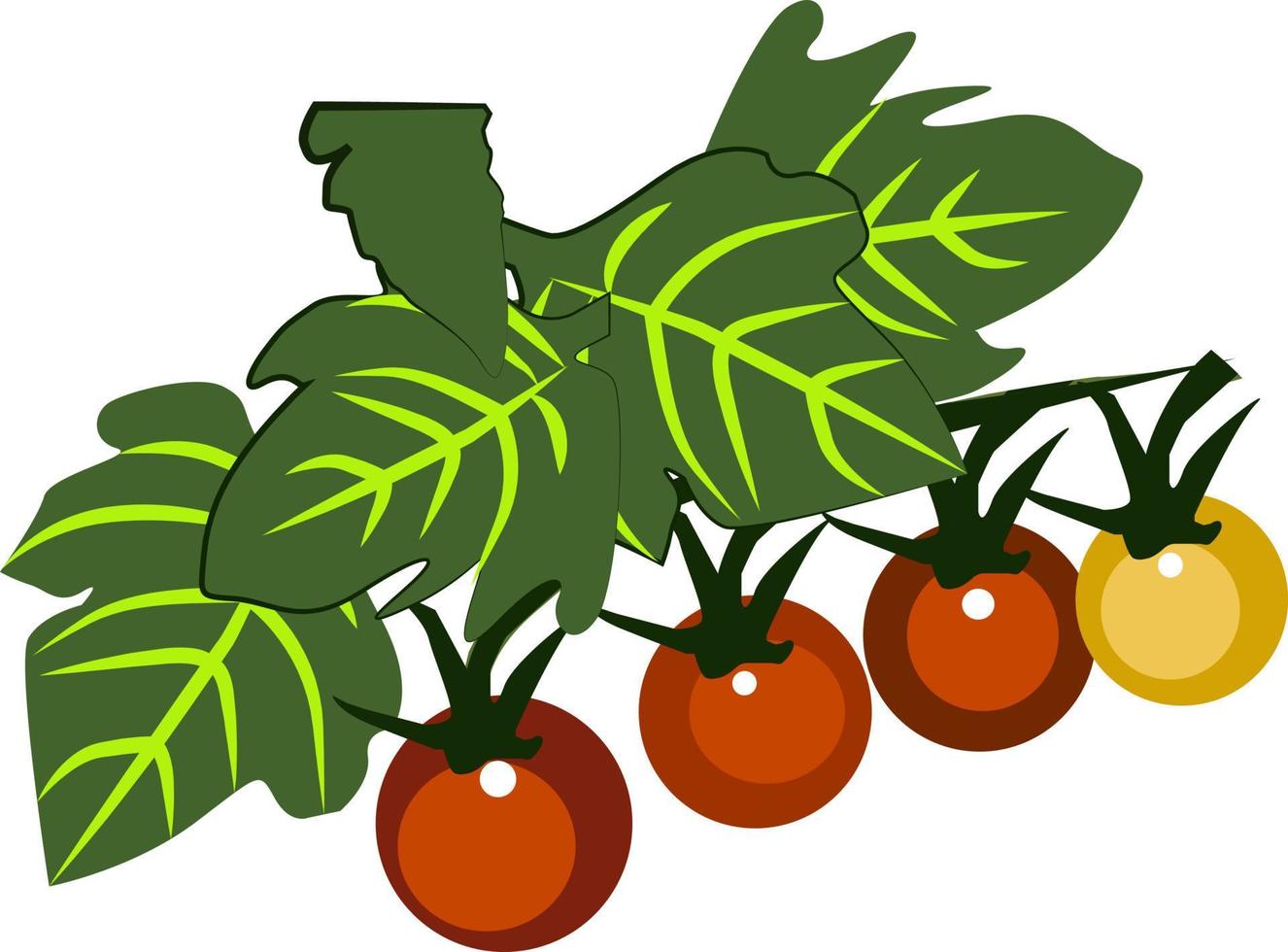 tomate, illustration, vecteur sur fond blanc.
