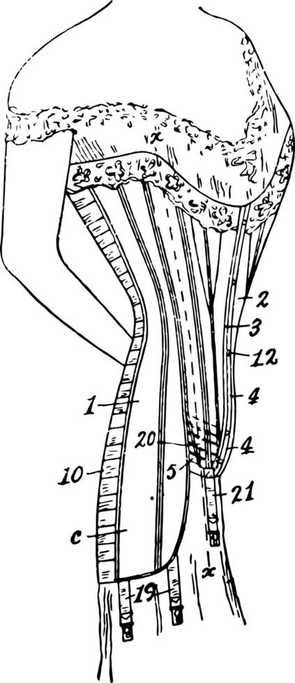le corset de costume est porté pour soutenir la gravure vintage. vecteur
