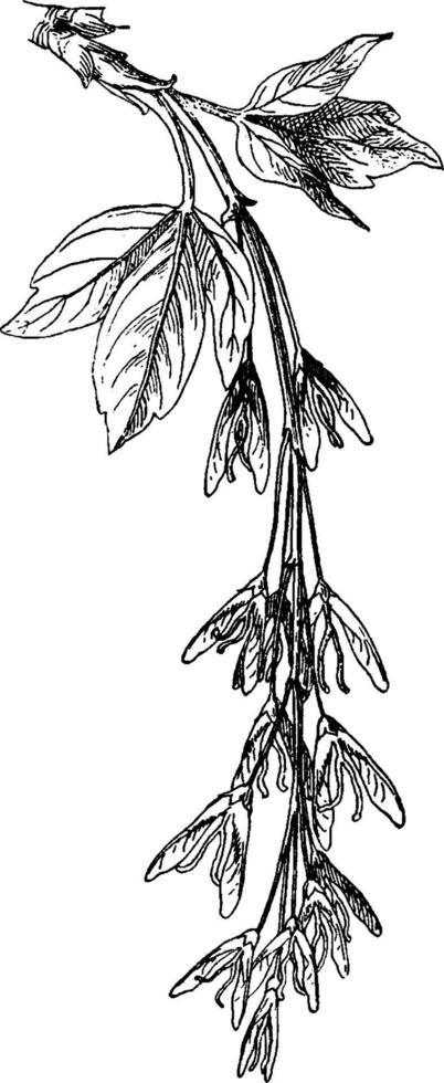 illustration vintage d'érable à feuilles de frêne. vecteur