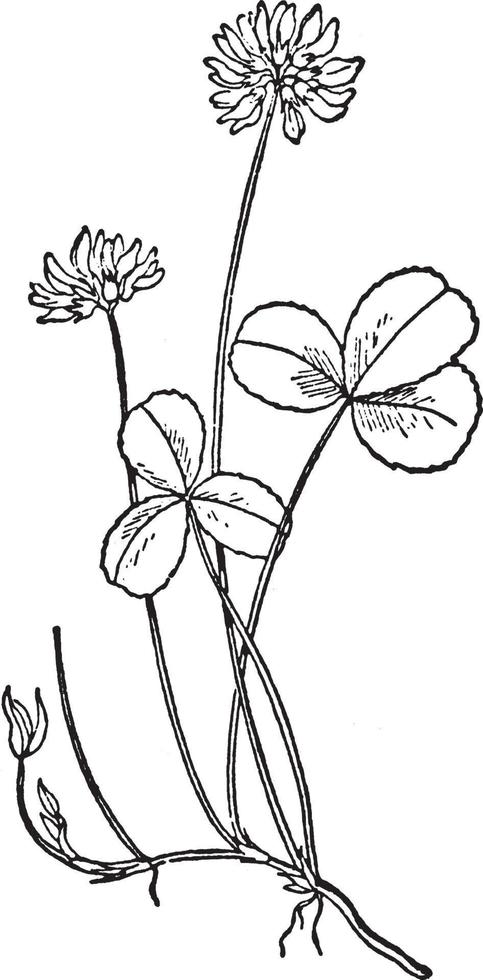 illustration vintage de trèfle blanc. vecteur