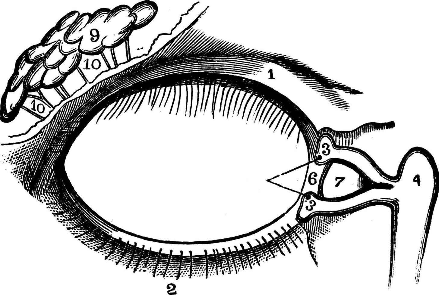 appareil lacrymal, illustration vintage. vecteur