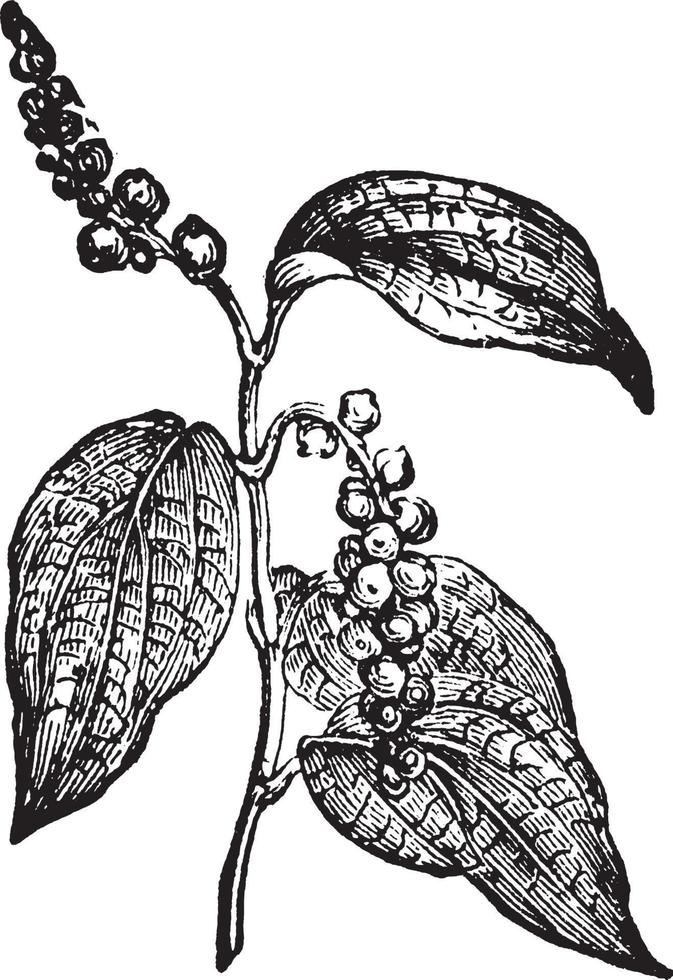 illustration vintage de poivre noir. vecteur