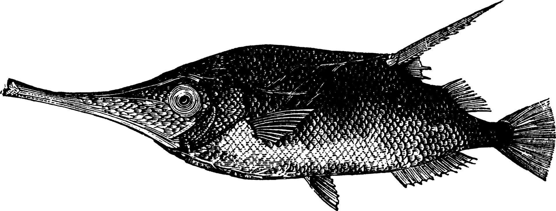 poisson trompette, illustration vintage. vecteur