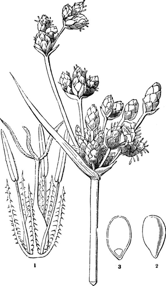 illustration vintage de scirpe. vecteur