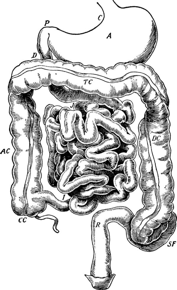 tube digestif, illustration vintage vecteur