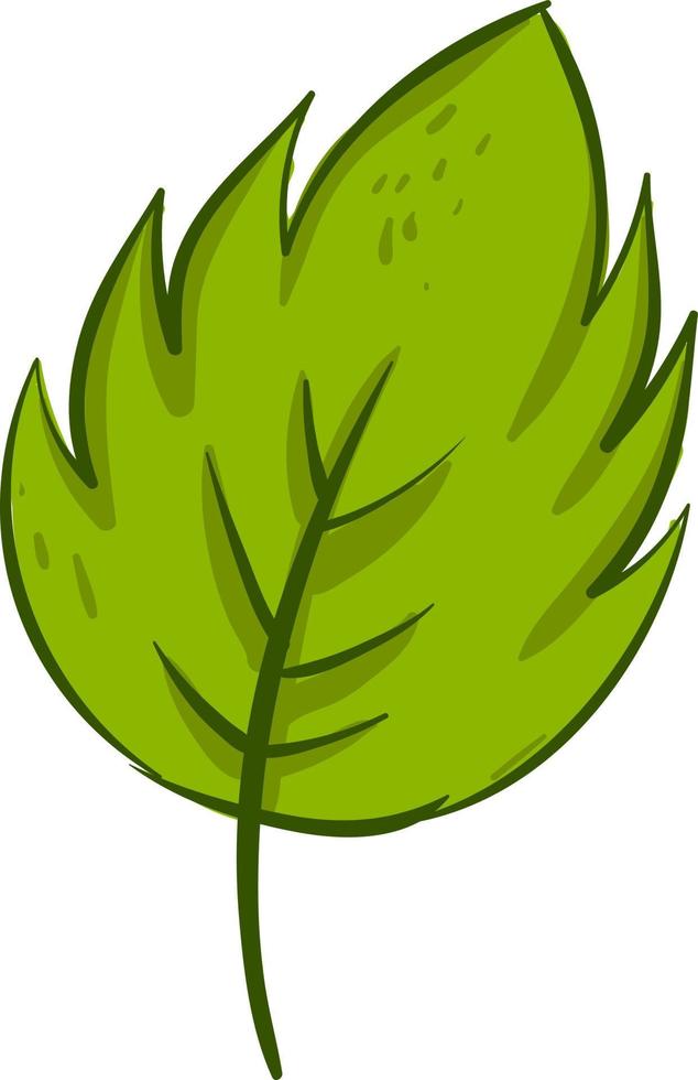 feuille verte, illustration, vecteur sur fond blanc