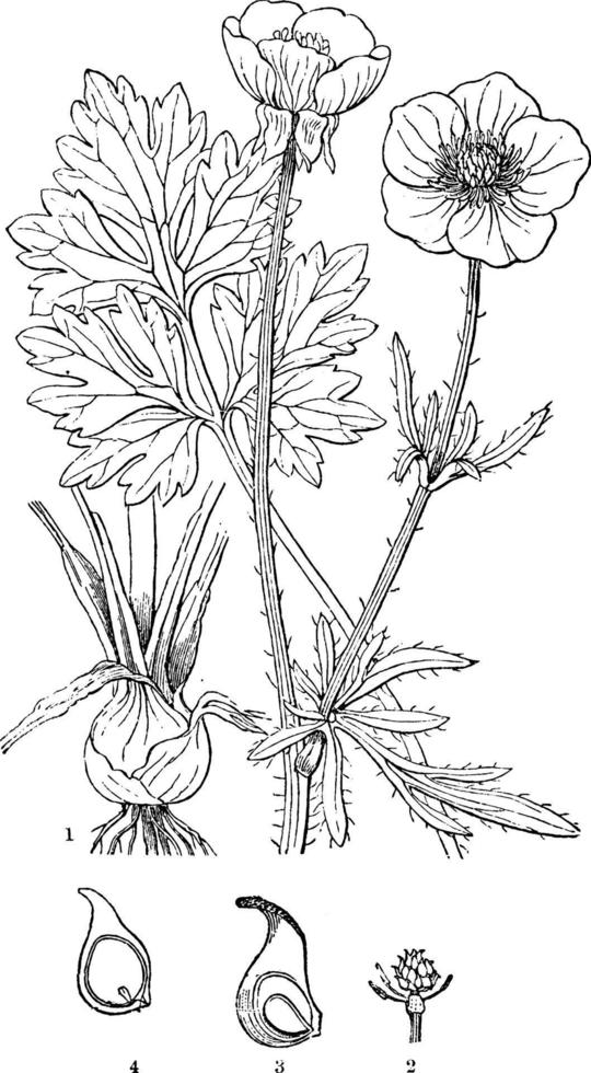 ranunculus, bulbeux, renoncule, plante vivace, mauvaise herbe, renoncule, illustration vintage de ranunculaceae. vecteur