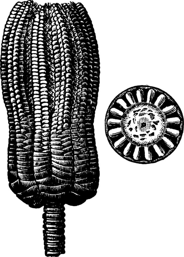 encrinite fossile, illustration vintage. vecteur