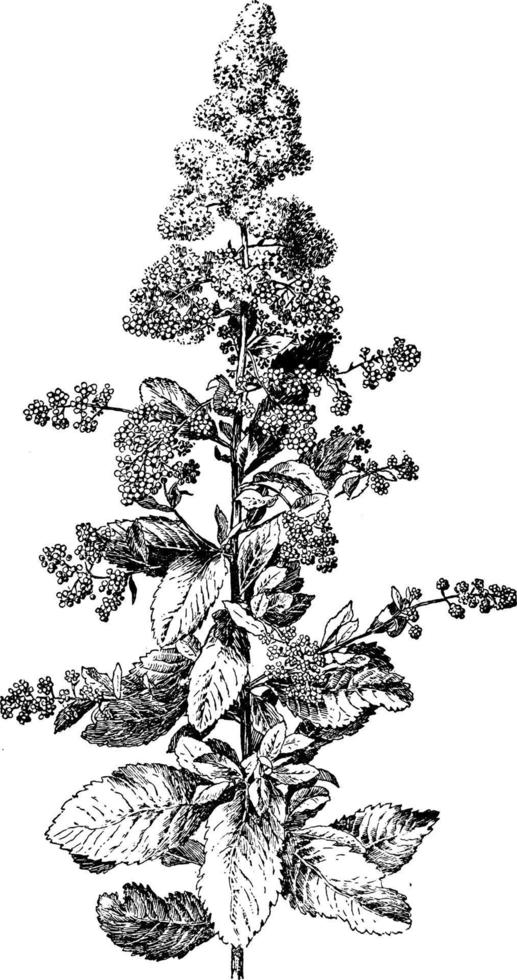 spiraea, latifolia, reine des prés, feuilles, illustration vintage de grappes. vecteur