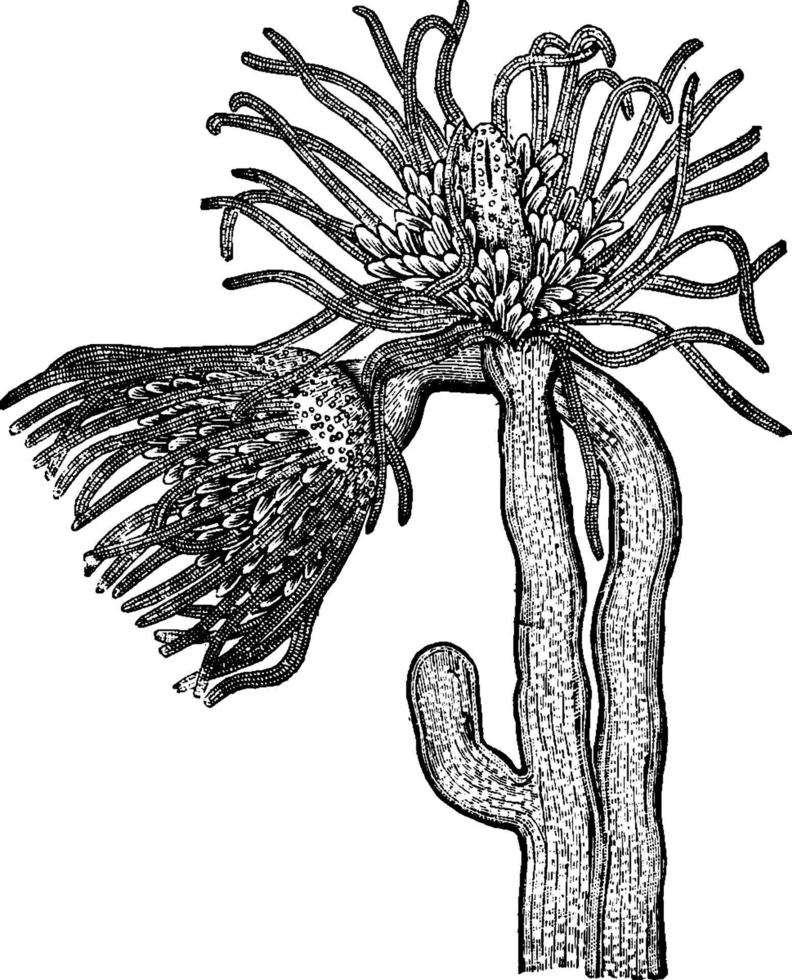 tubulaire coronata, illustration vintage. vecteur