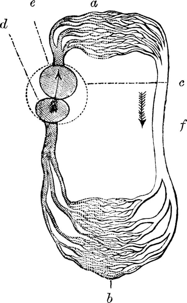 circulation d'un poisson, illustration vintage. vecteur