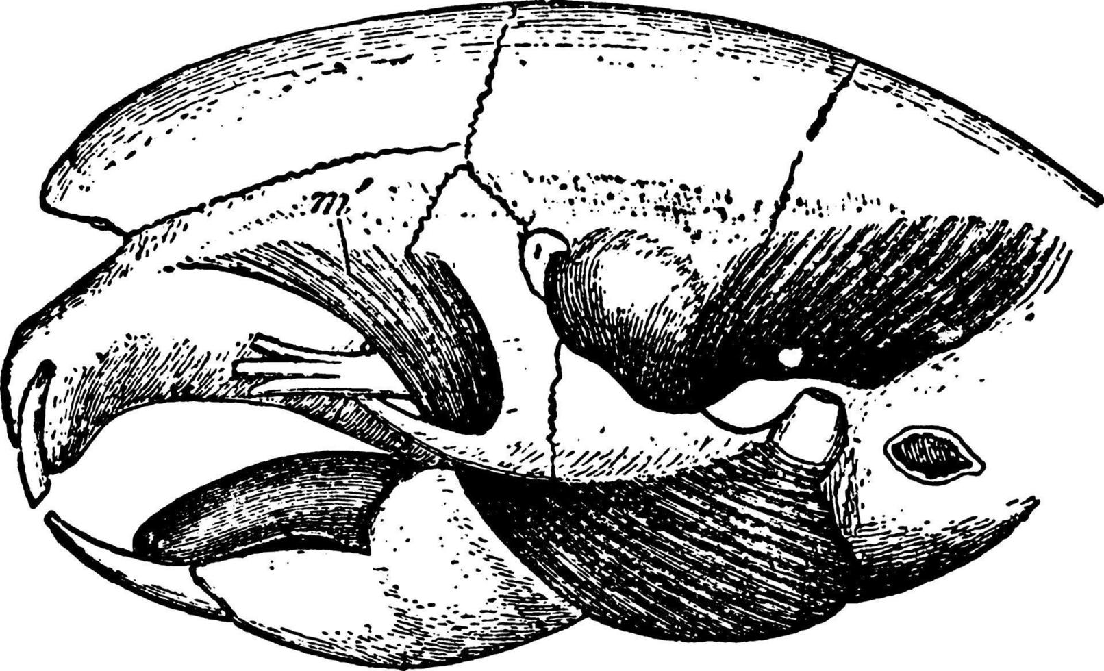 hystrix eristata, illustration vintage. vecteur