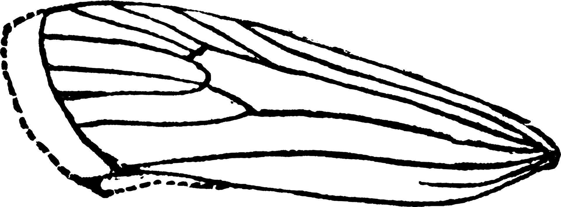 teigne de la farine ou ephestia kuhniella, illustration vintage. vecteur