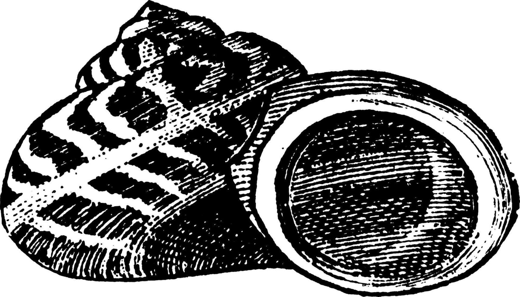 coquille, illustration vintage. vecteur