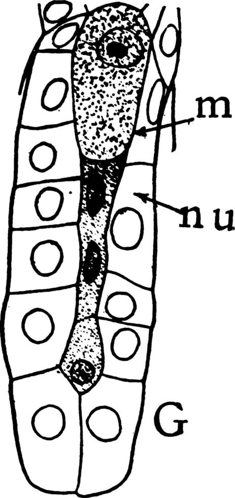 étape de formation de mégaspores 7 illustration vintage. vecteur