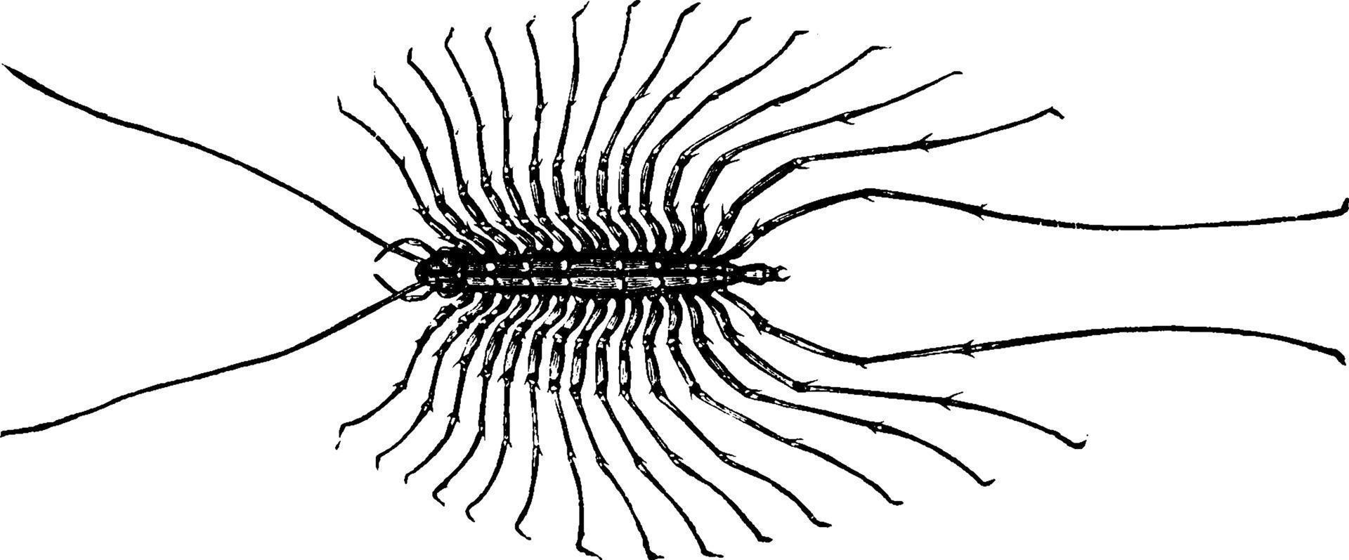 mille-pattes, illustration vintage. vecteur