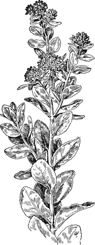 illustration vintage de live-forever ou garden orpine. vecteur