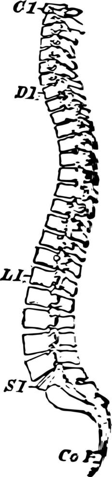 illustration vintage de colonne vertébrale. vecteur