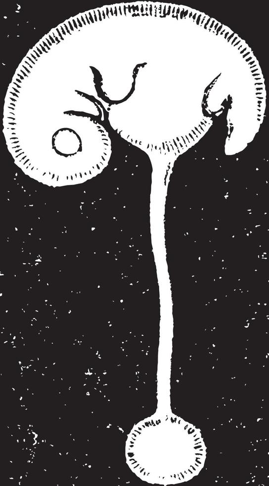 embryon de cinquième semaine, illustration vintage. vecteur