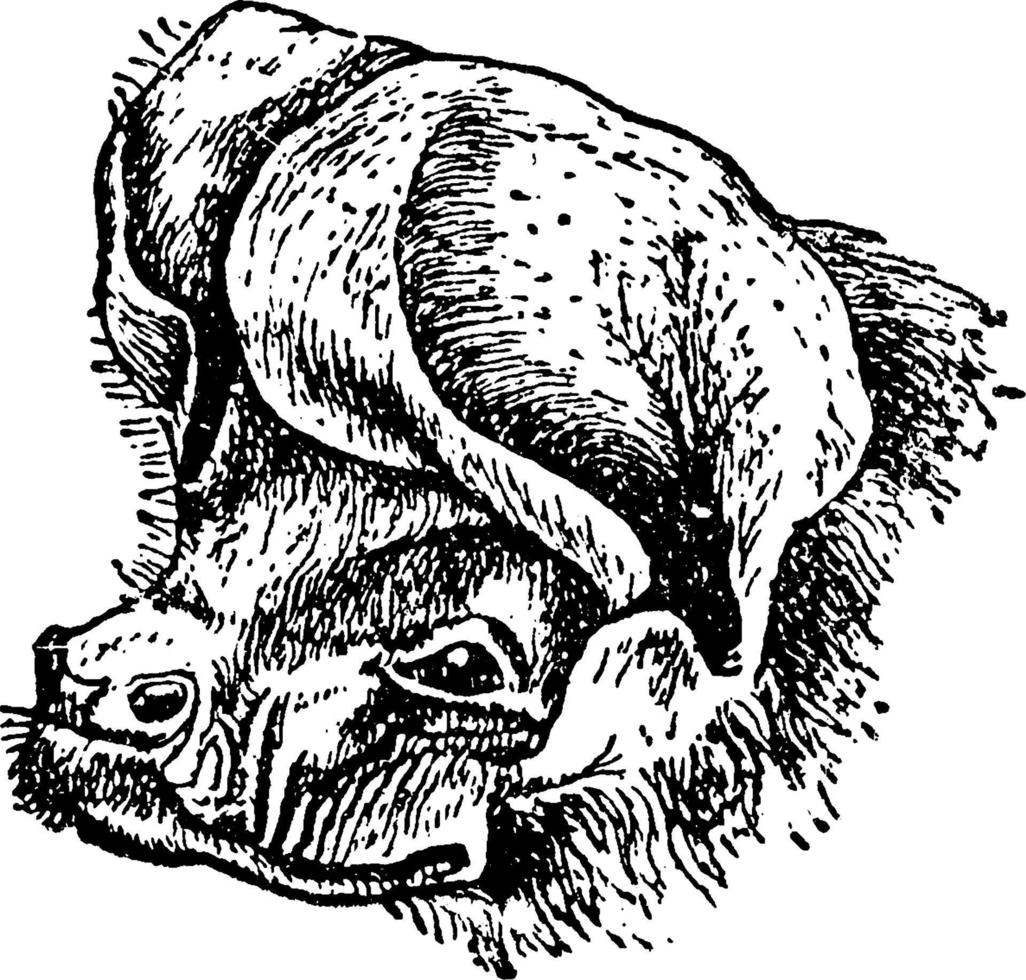 nyctinomus mascrotis, illustration vintage. vecteur