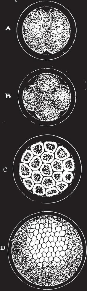 étapes du clivage du jaune, illustration vintage vecteur