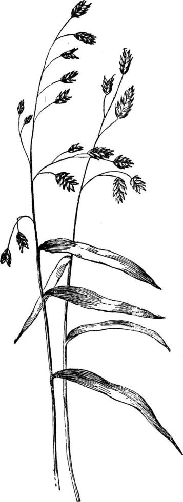 illustration vintage uniola latifolia. vecteur