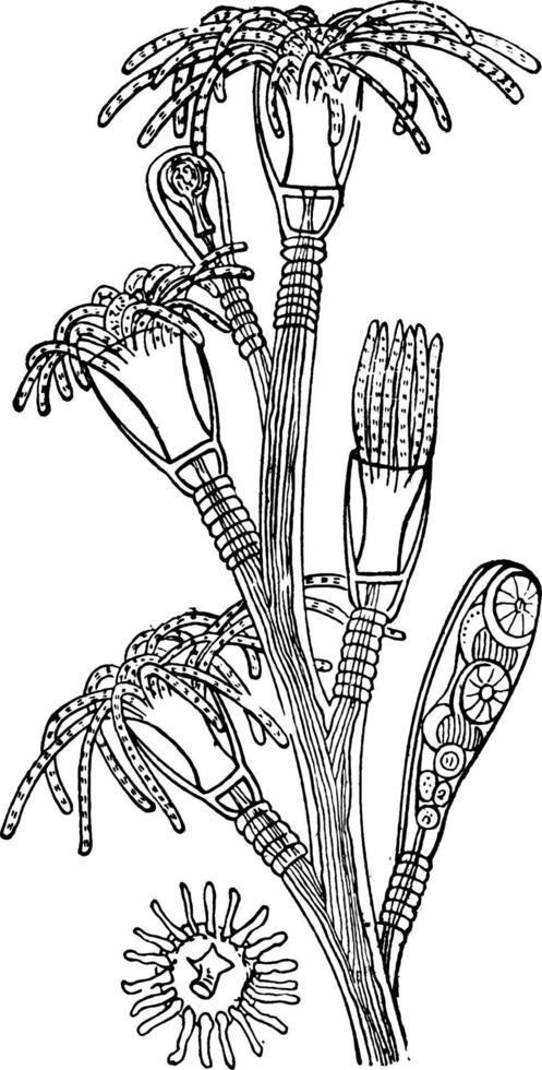 polype, illustration vintage. vecteur