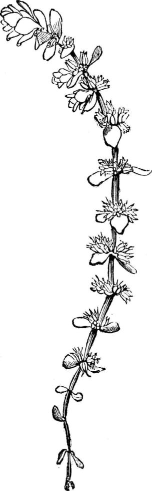 pousse florifère d'illustration vintage d'illecebrum verticillatum. vecteur