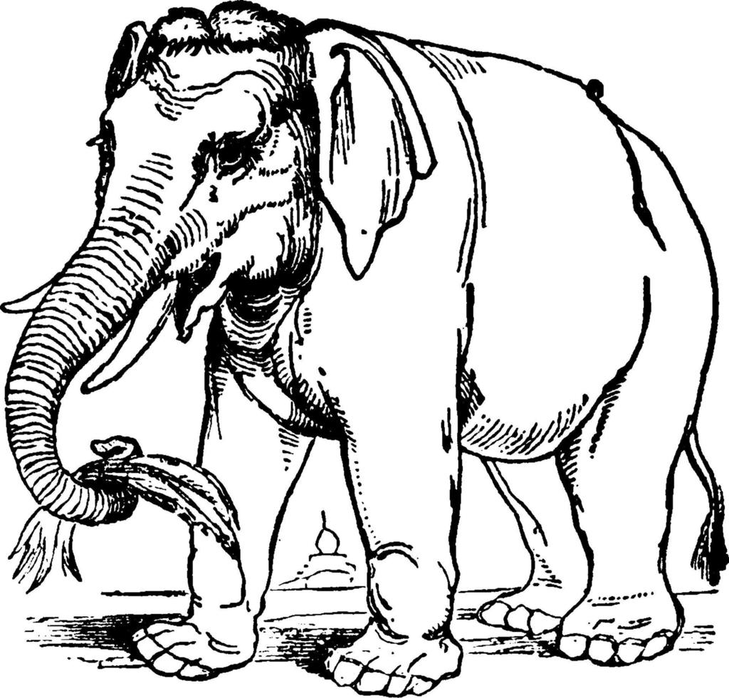 éléphant asiatique, illustration vintage. vecteur