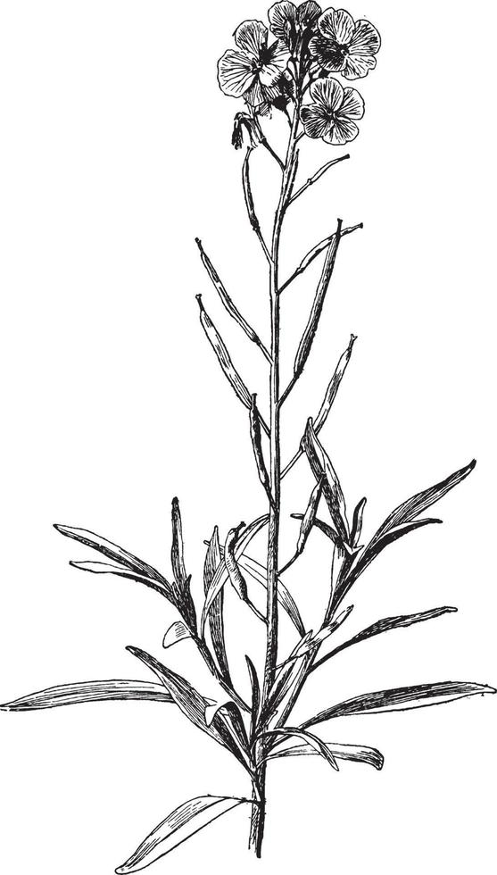 illustration vintage de cheiranthus cheiri. vecteur
