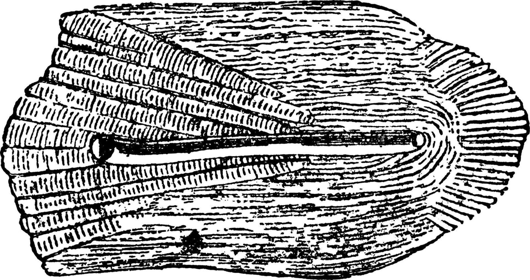 échelle ou odax linealus, illustration vintage. vecteur