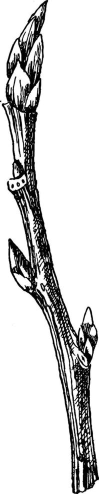 illustration vintage de branche de peuplier. vecteur