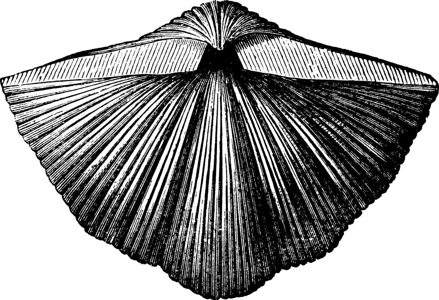 mollusque spirifère, illustration vintage vecteur