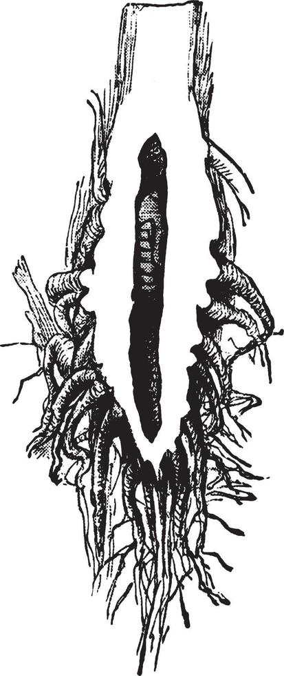 illustration vintage de chilo. vecteur