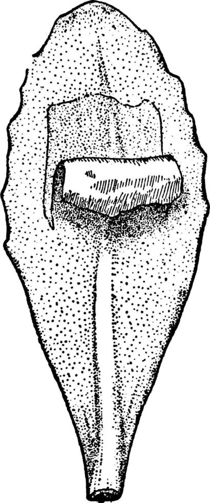 illustration vintage de feuille de sedum. vecteur