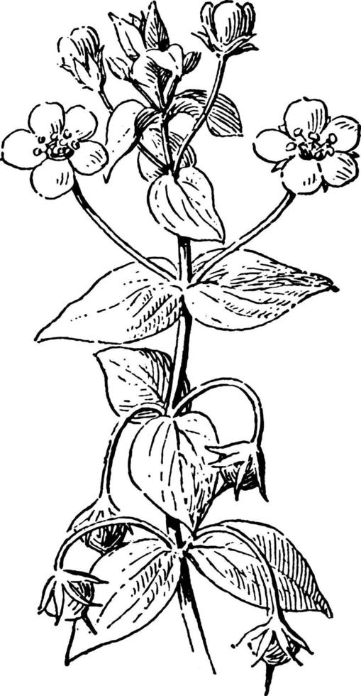 illustration vintage de fleurs de pimpernel. vecteur