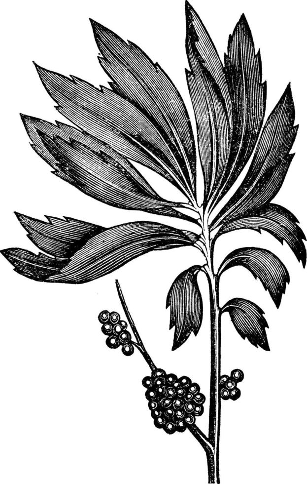illustration vintage de myrtille. vecteur