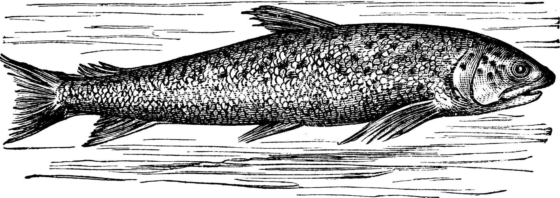 saumon, illustration vintage. vecteur