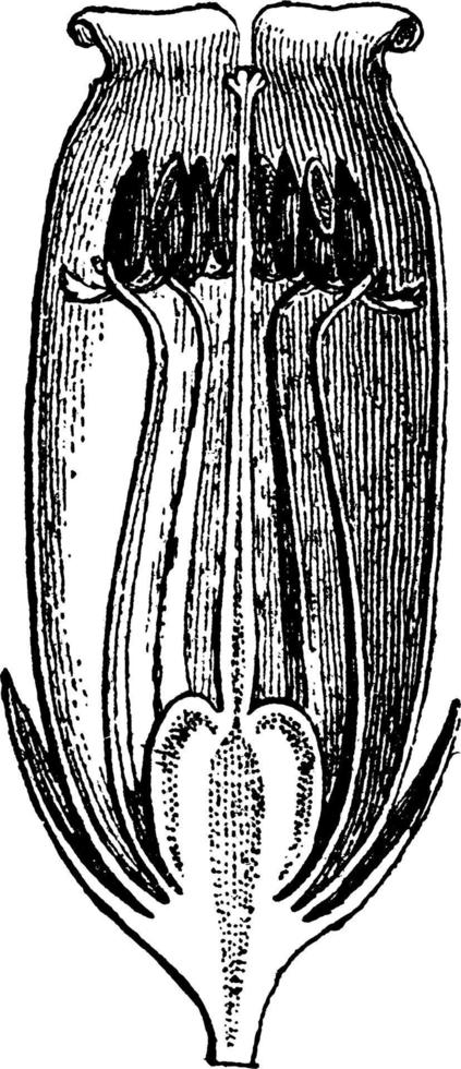illustration vintage de bruyère de cloche. vecteur